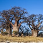 Boab-Baüme im Nxai National Park, Botswana