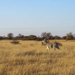 Steppenzebra ( Equus quagga), Nxai National Park, Botswana