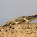 Echtes Krokodil (Crocodylidae)